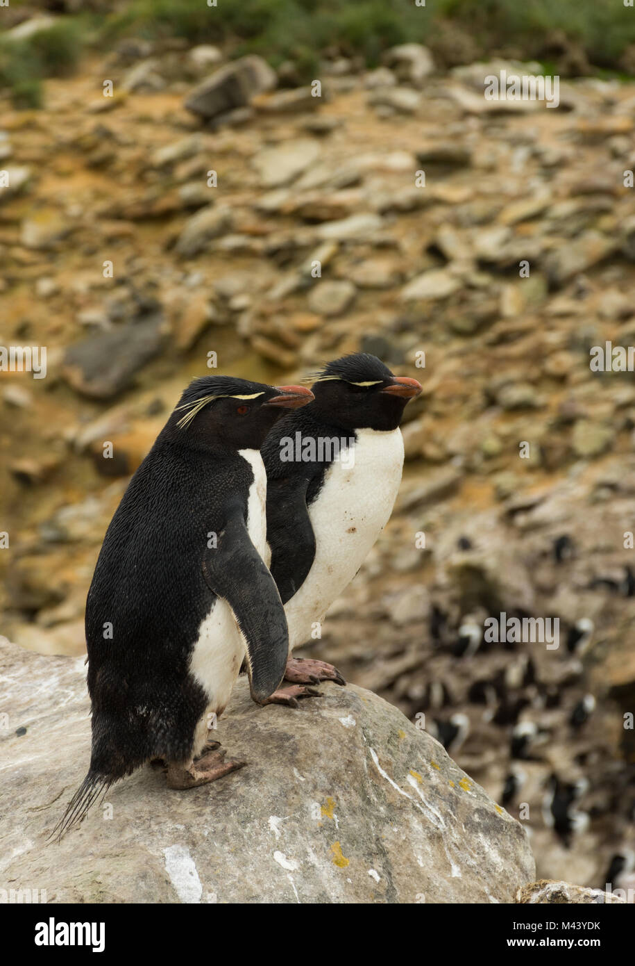 A pair of rockhopper penguins on the Faukland Islands standing side by side at the edge of a rocky cliff. Stock Photo