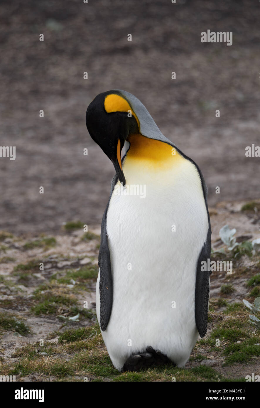 A king penguin resting with its head tucked to its chest leaning back on its heels and tail. Shallow depth of field. Stock Photo