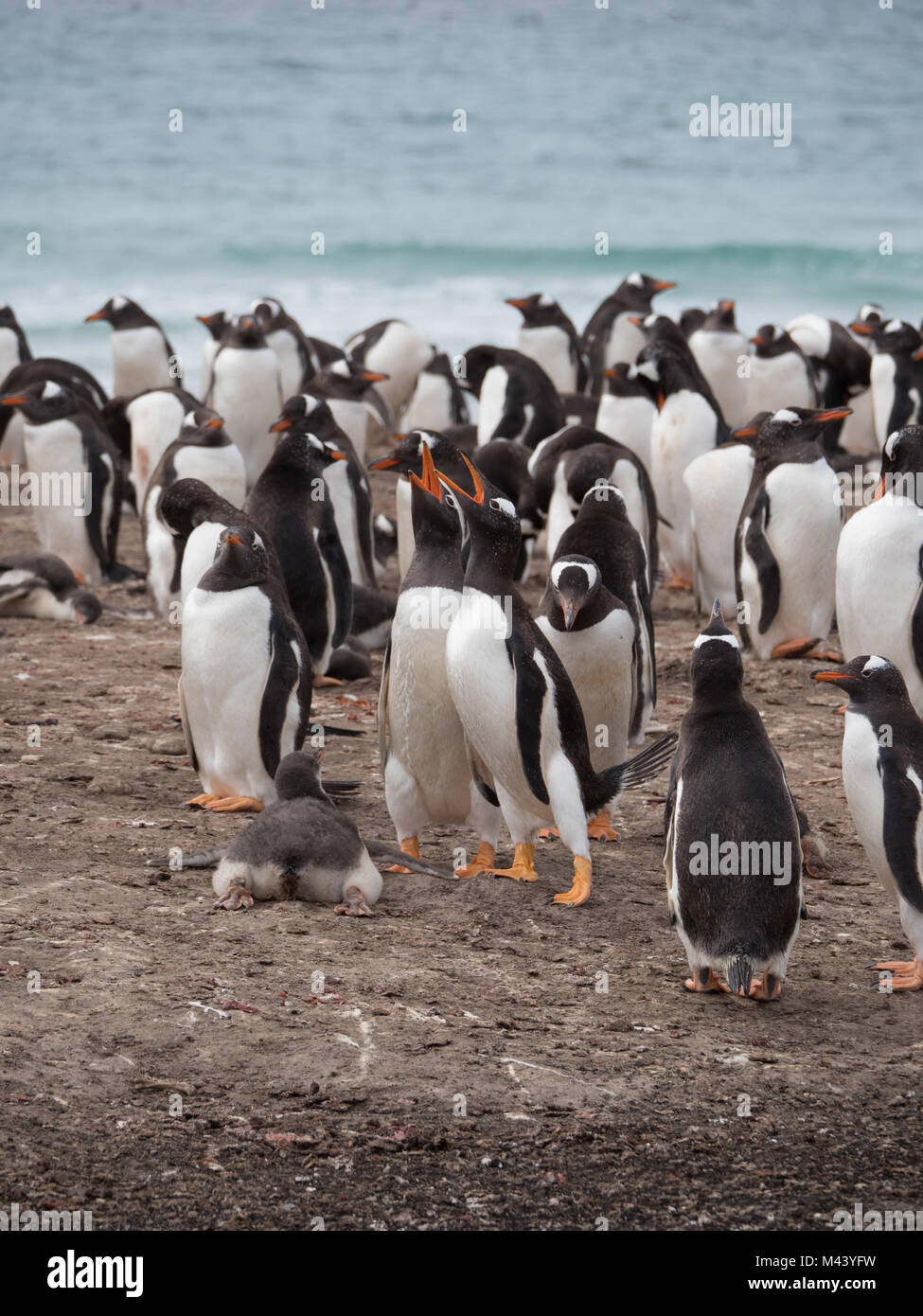 A pair of gentoo penguins vocalizing, a baby penguin on its belly and other gentoos preening on the beach. Stock Photo