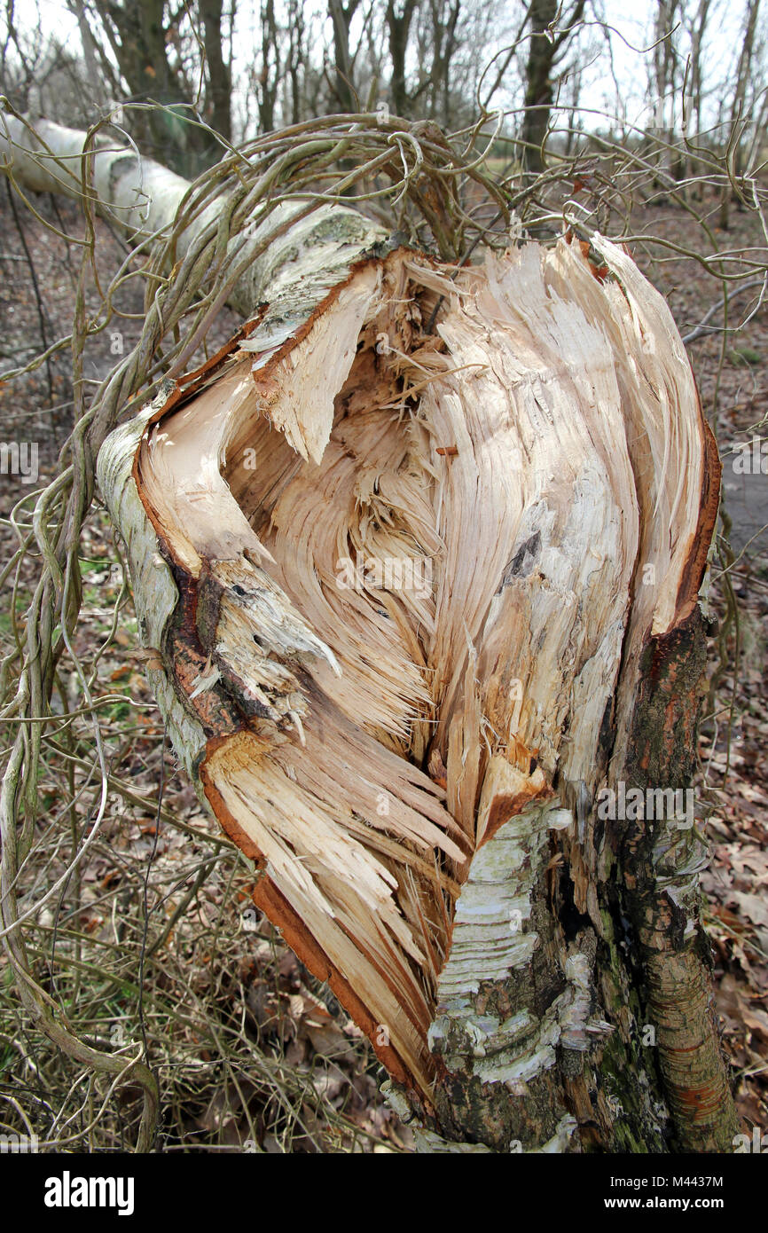 split tree trunk Walberswick Suffolk Stock Photo
