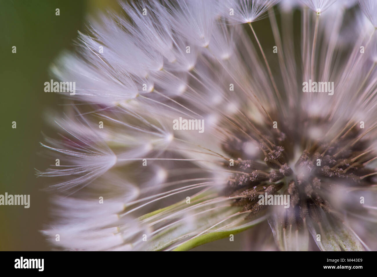 Macro shot of a dandelion Stock Photo - Alamy