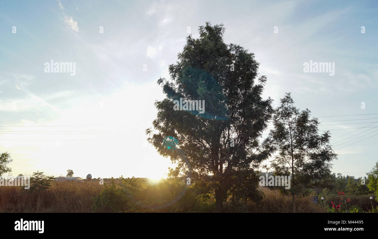 Rays of light filtering through the trees and morning mist at Sunrise causing light glare. Stock Photo