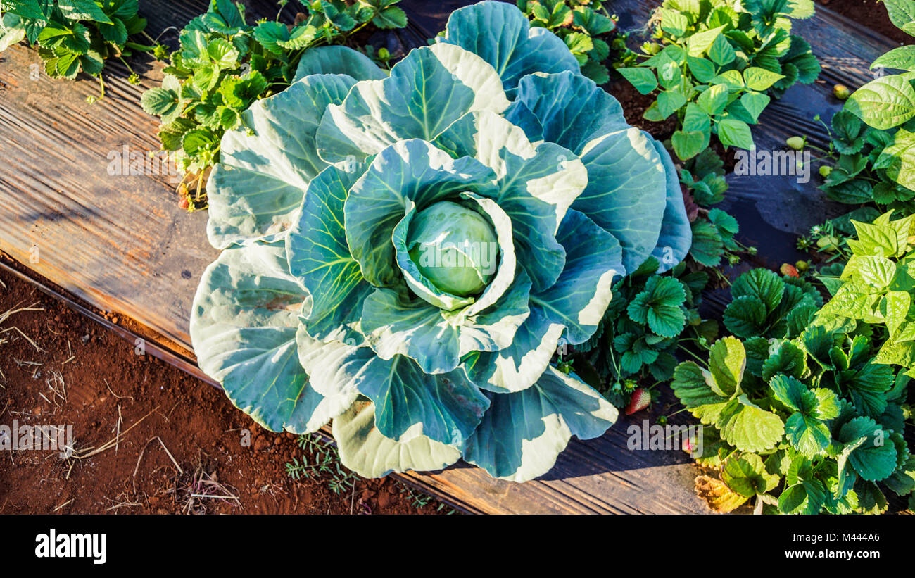 Cabbage leaves blooming in the bright sunlight. Fresh vegetable produce ready to be harvested. Cabbage grown among strawberries in the same patch. Stock Photo