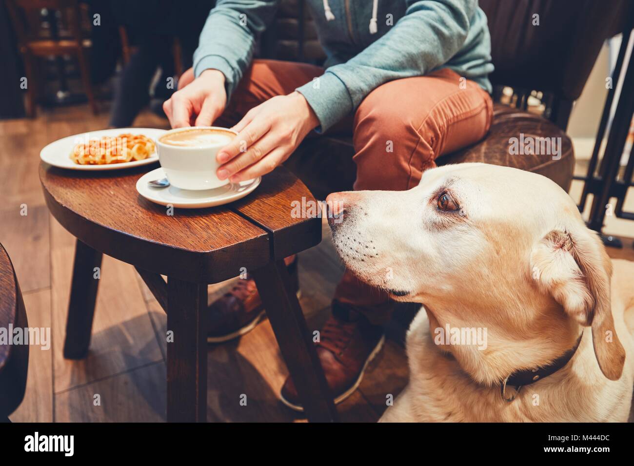 Young man with labrador retriever in the cafe. Curious dog looking on