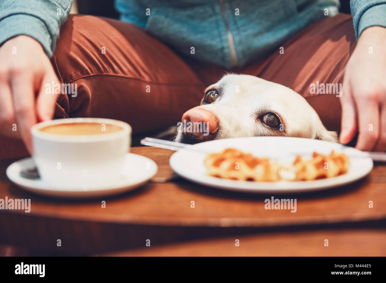 Young man with labrador retriever in the cafe. Curious dog looking on
