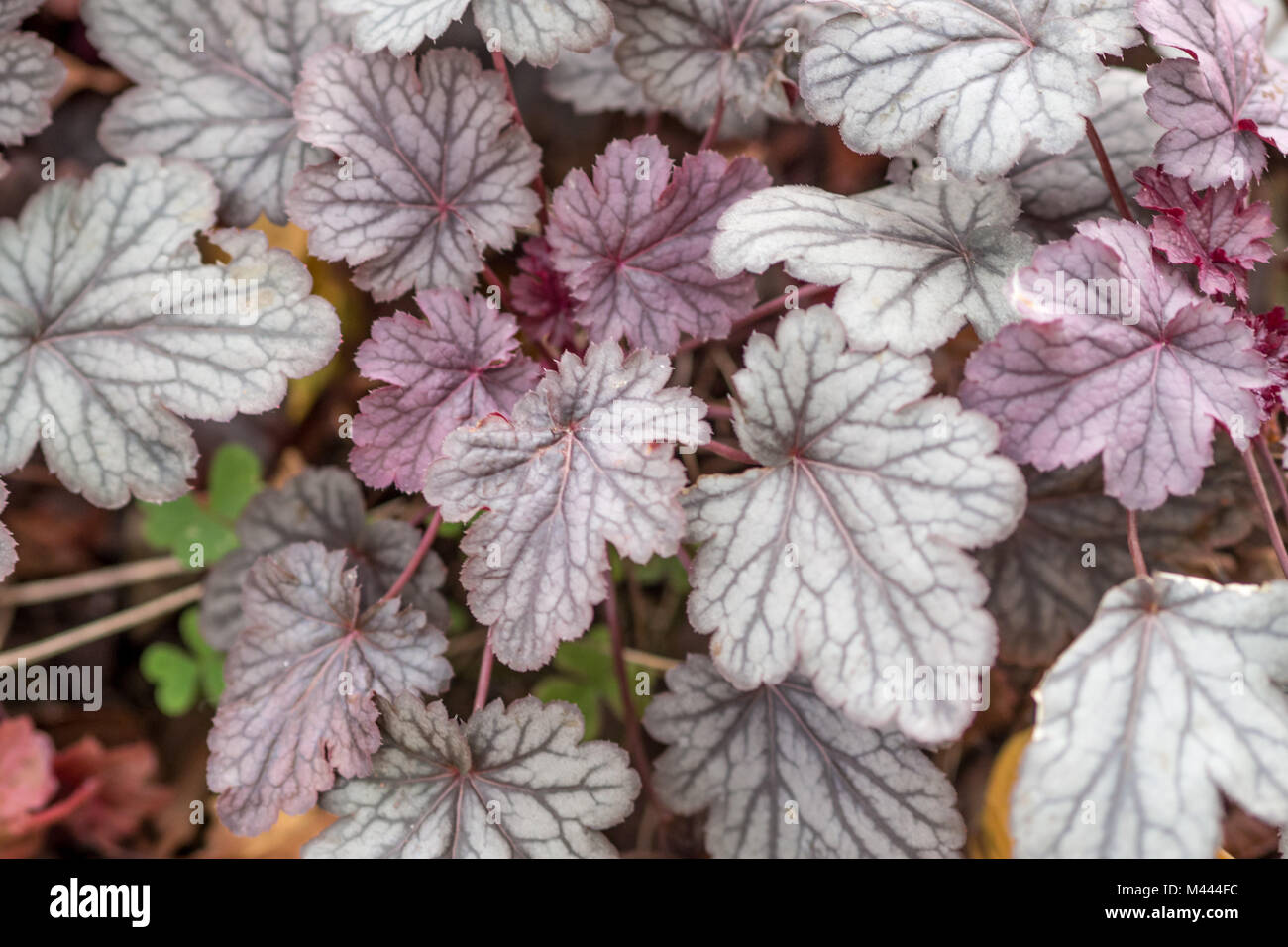Shot changing colours leaves hi-res stock photography and images - Alamy