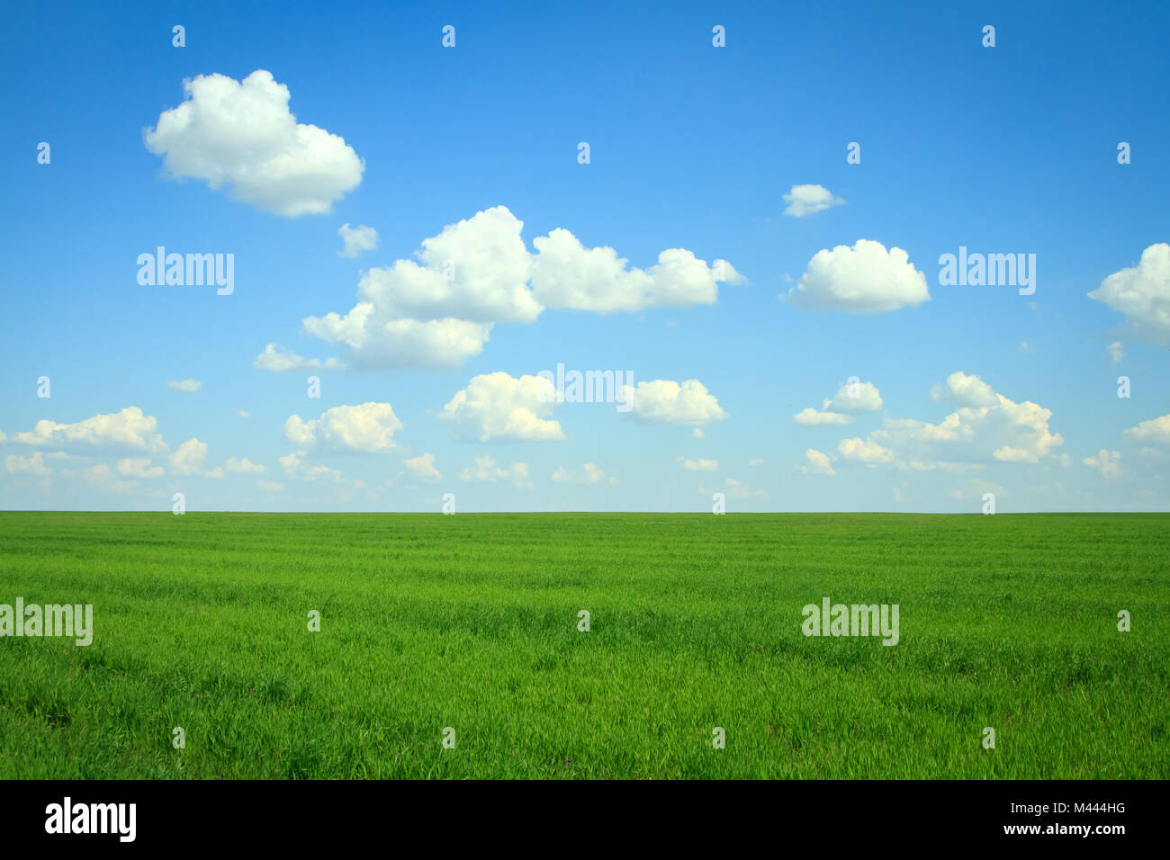 field with green grass and clouds on blue sky Stock Photo - Alamy