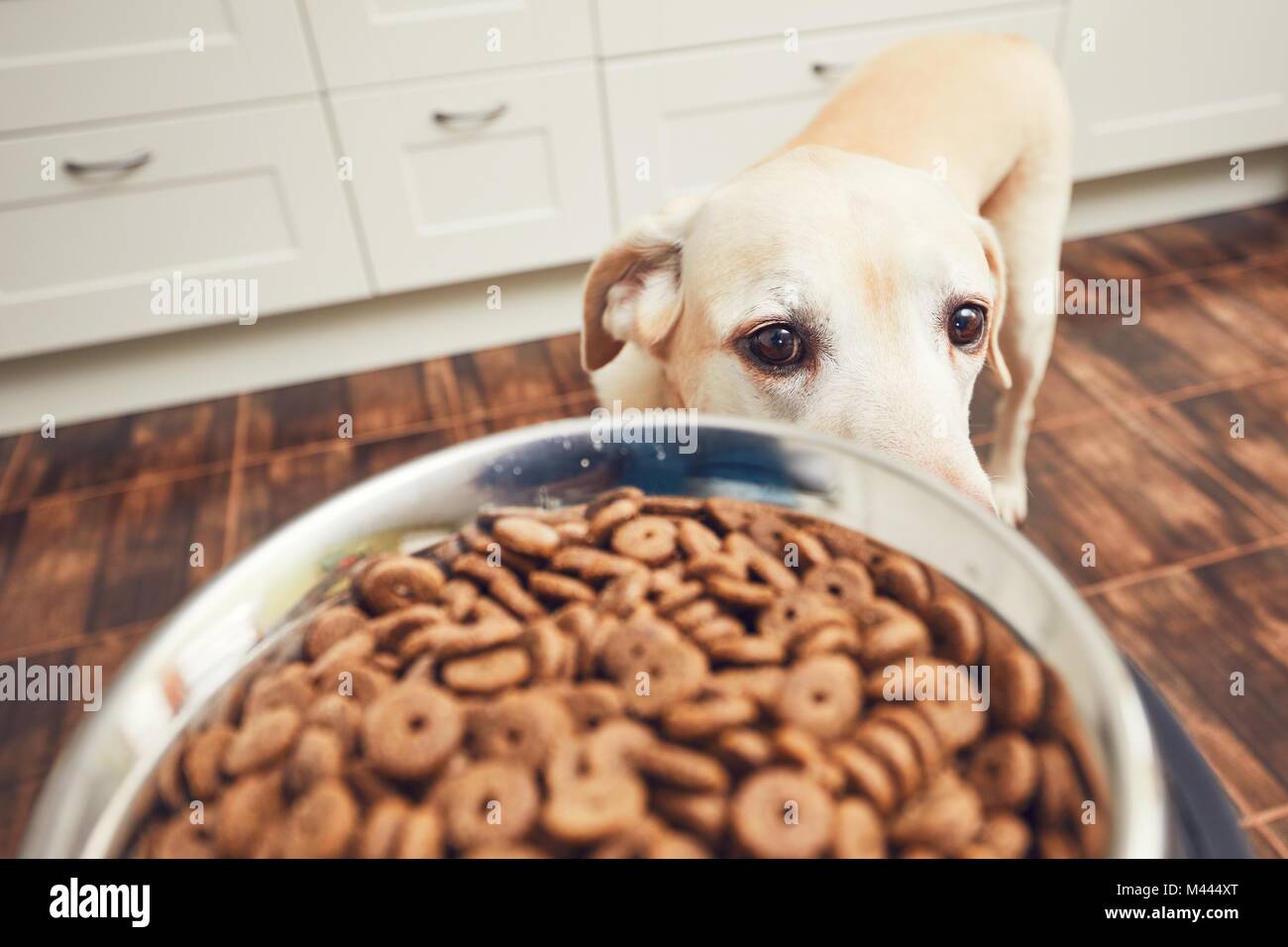 Domestic life with pet. Feeding hungry labrador retriever. The owner gives his dog a bowl of granules. Stock Photo