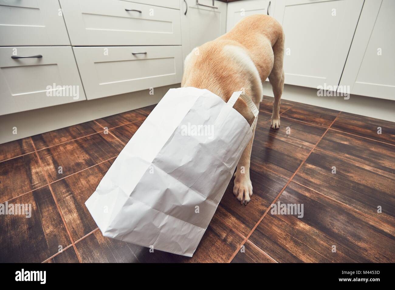 Naughty dog in home kitchen. Curious and hungry labrador retriever eating purchase  from the paper bag. Stock Photo
