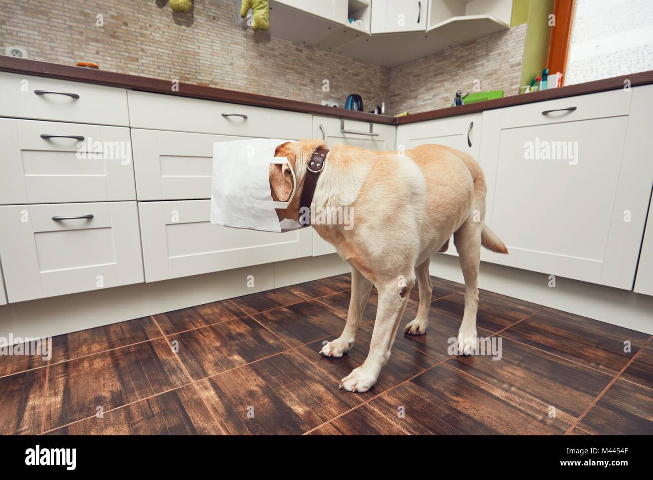 Naughty dog in home kitchen. Curious and hungry labrador retriever eating purchase  from the paper bag. Stock Photo