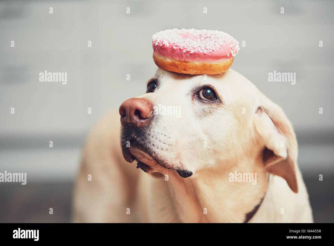 Funny portrait of the cute dog in the home kitchen. Labrador retriever keeps donut on his head. Stock Photo