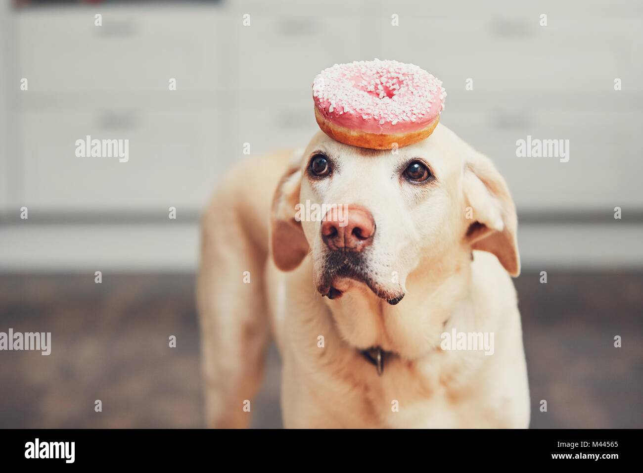 Funny portrait of the cute dog in the home kitchen. Labrador retriever keeps donut on his head. Stock Photo