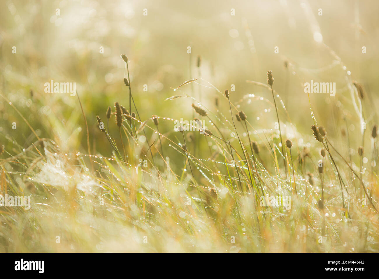 Soft Nature Background at Sunrise Stock Photo - Alamy
