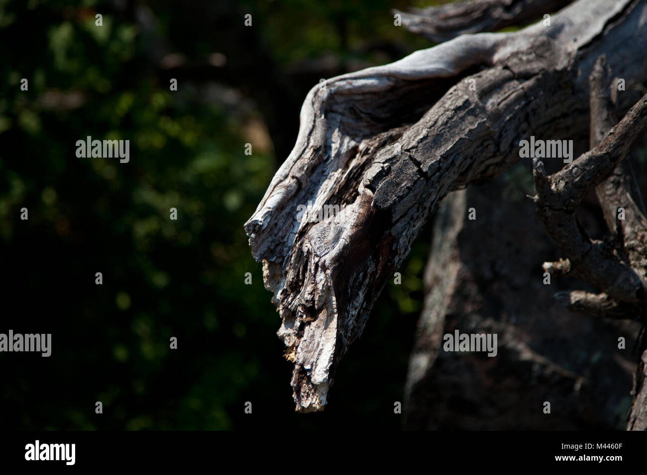 Woods in Marble Rock Conservation Area Stock Photo Alamy