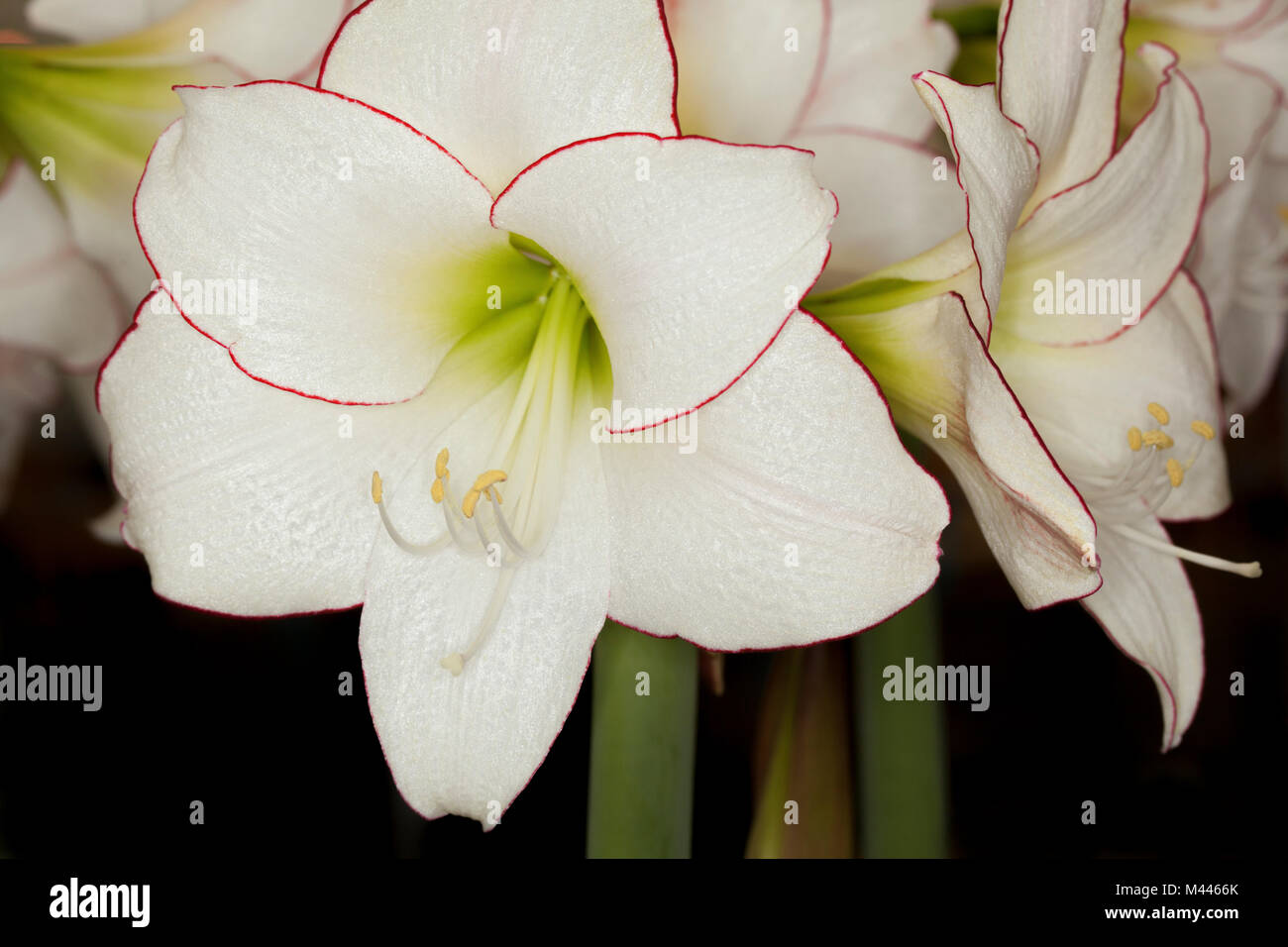 A clump of Hippeastrum 'Picotee' Stock Photo