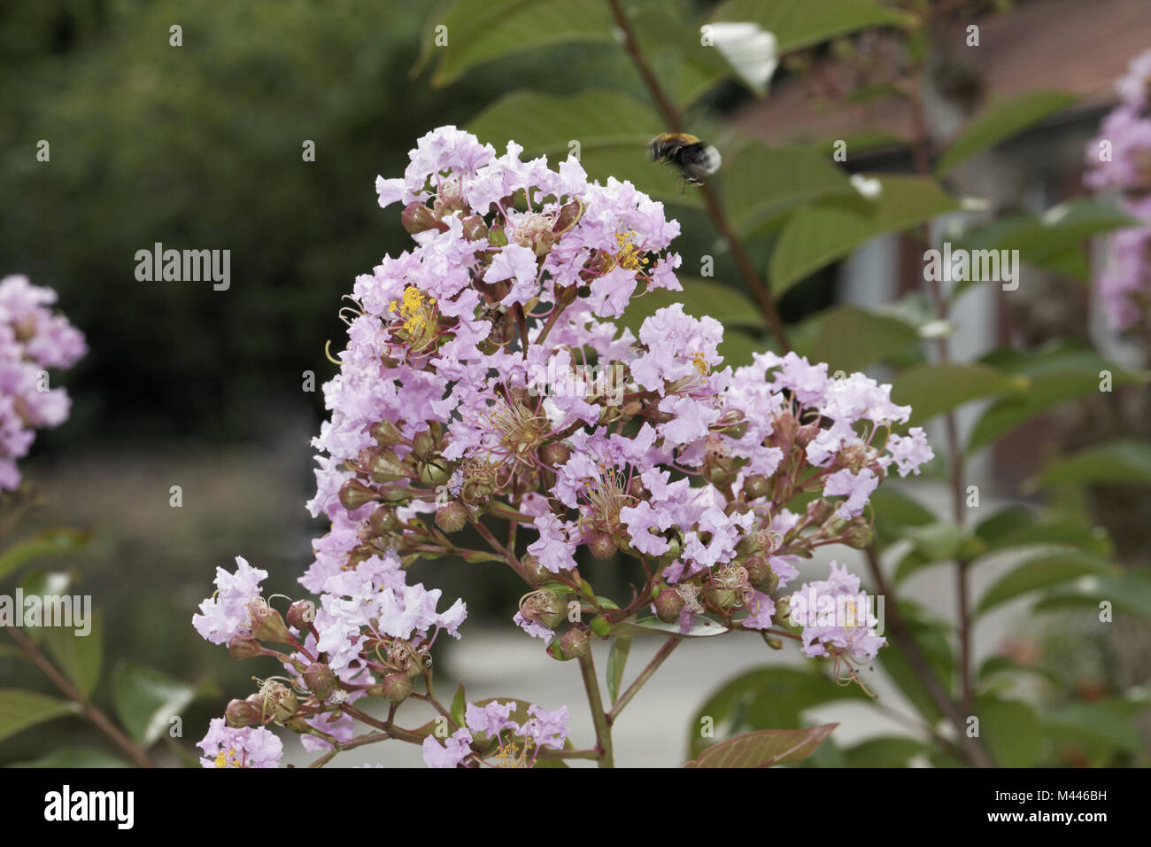 Lagerstroemia hybrid, Crape myrtle, Crepe myrtle Stock Photo Alamy