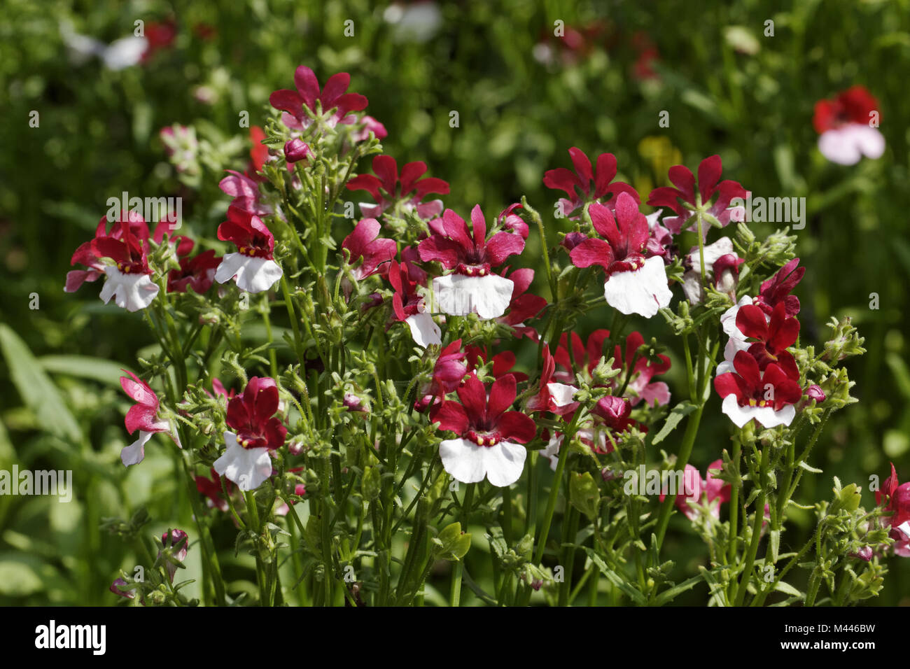 Nemesia strumosa garden flower, Maerchenspiegel Stock Photo