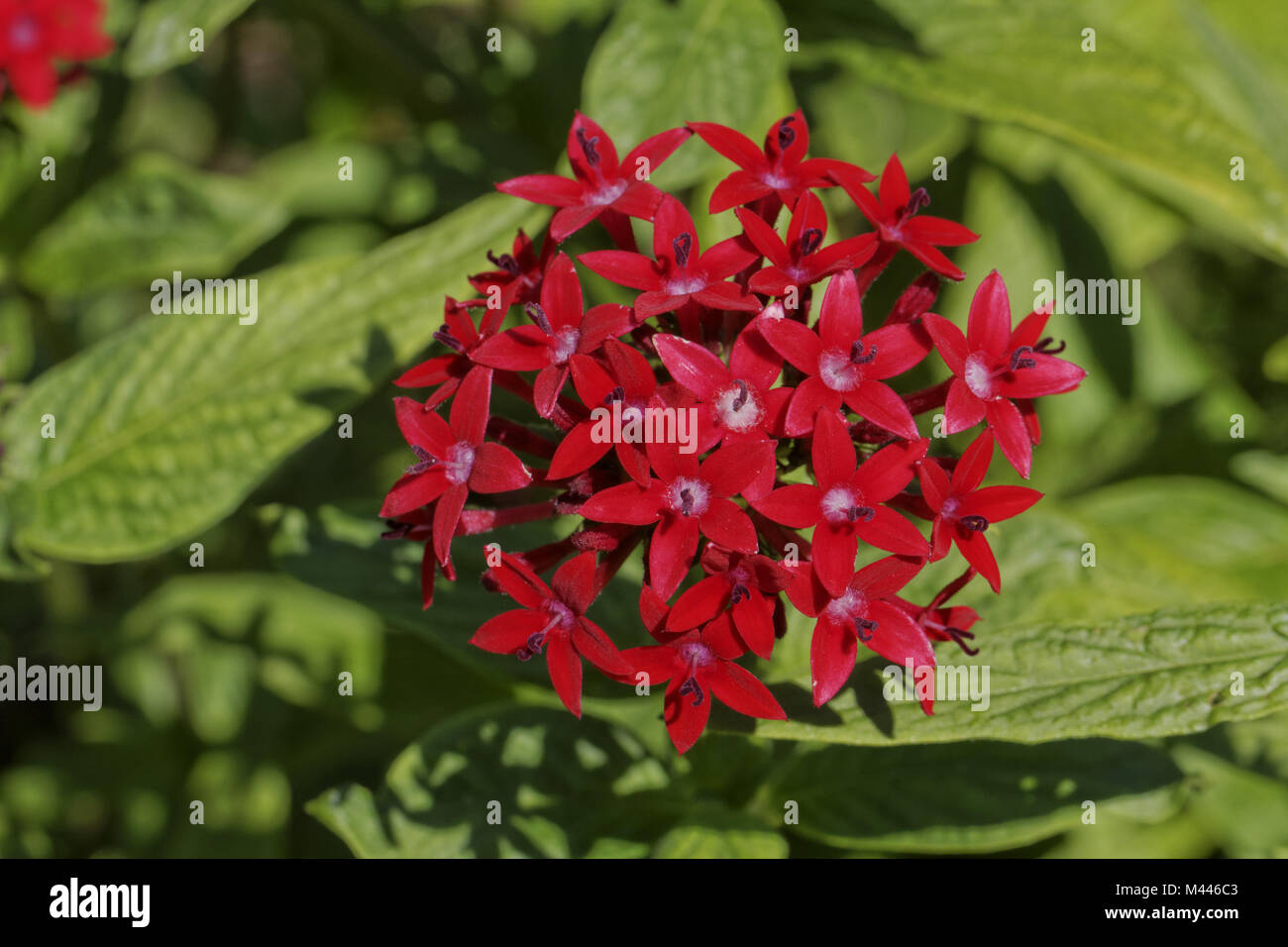 Pentas lanceolata, Egyptian Starcluster,Starflower Stock Photo Alamy