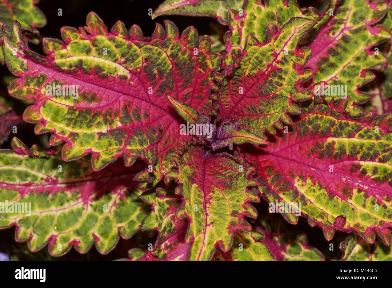 Plectranthus scutellariodes Peters Wonder (Coleus Stock Photo Alamy