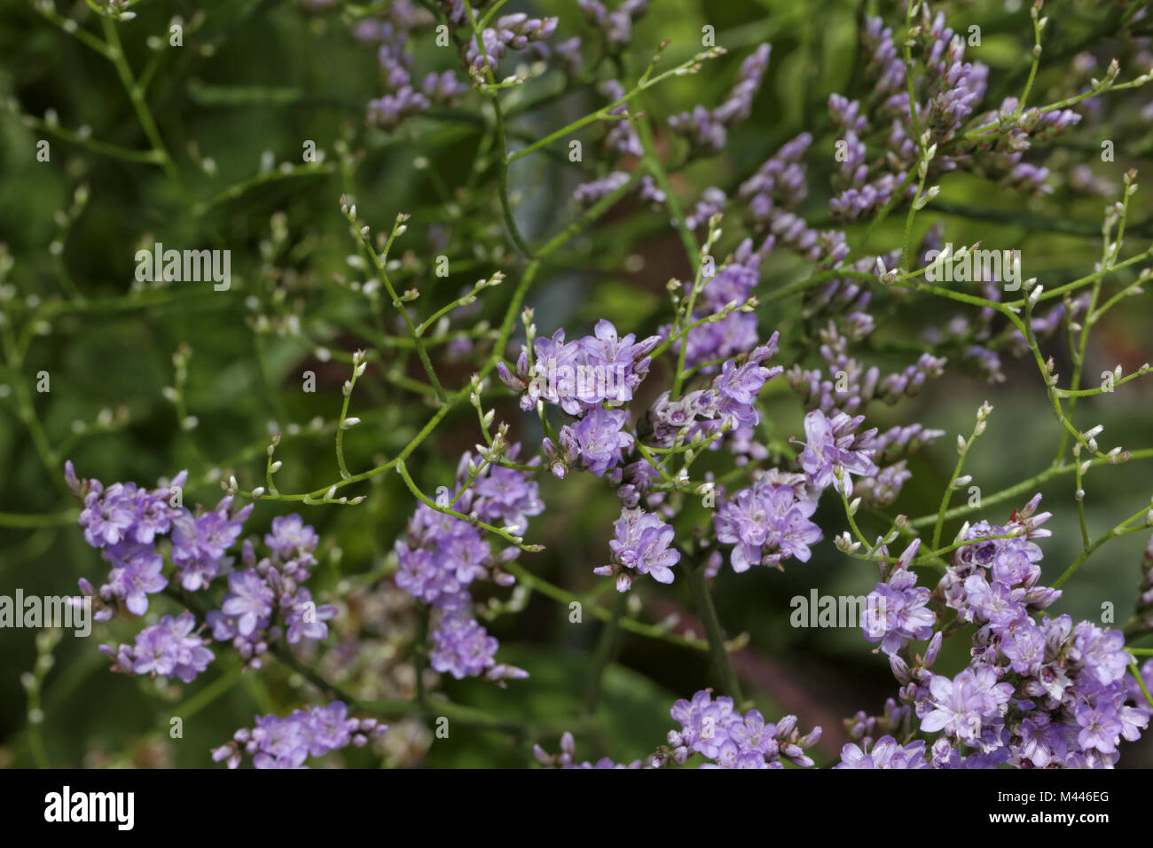 Limonium vulgare, Common sea lavender, Marsh rose Stock Photo