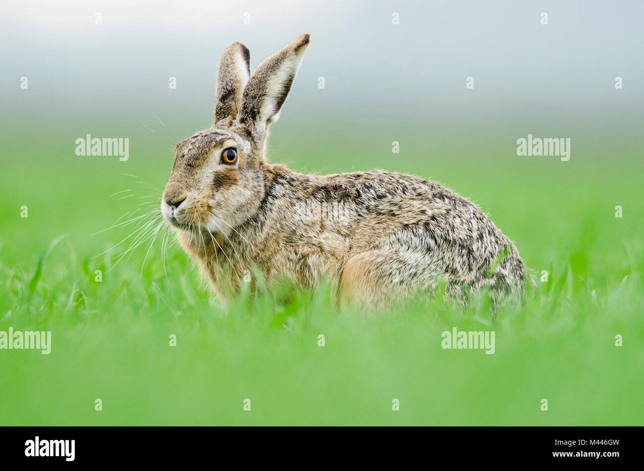 European hare (Lepus europaeus) sits in gras,Neusiedler See National ...