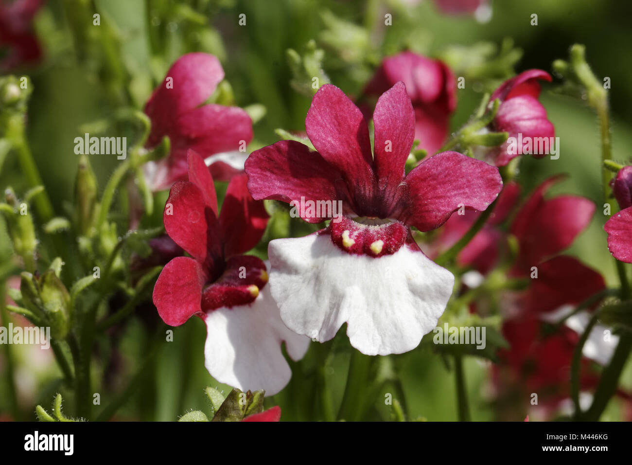 Nemesia strumosa garden flower, Maerchenspiegel Stock Photo