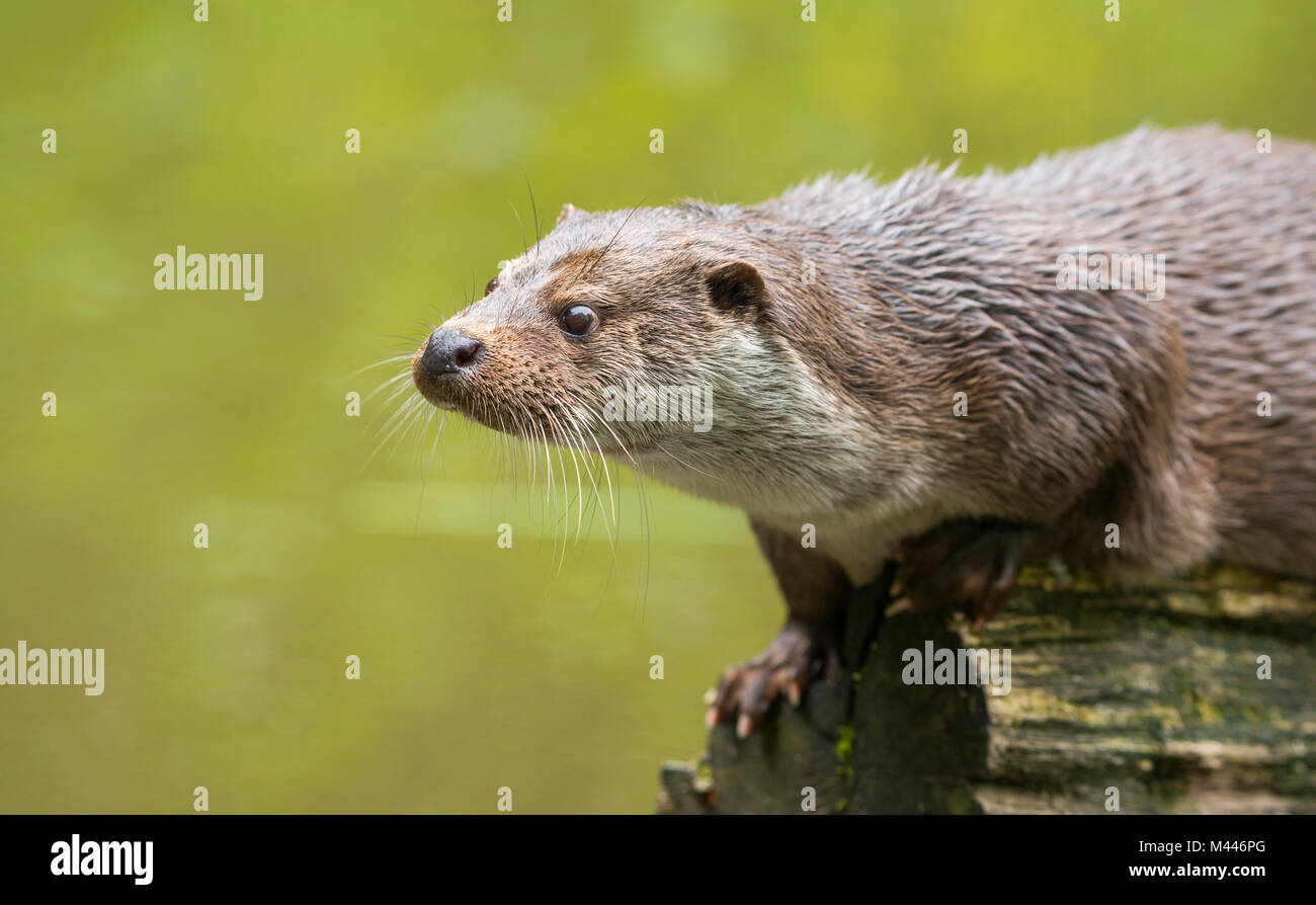 European otter (Lutra lutra) on a tree trunk by the water,captive,Germany Stock Photo
