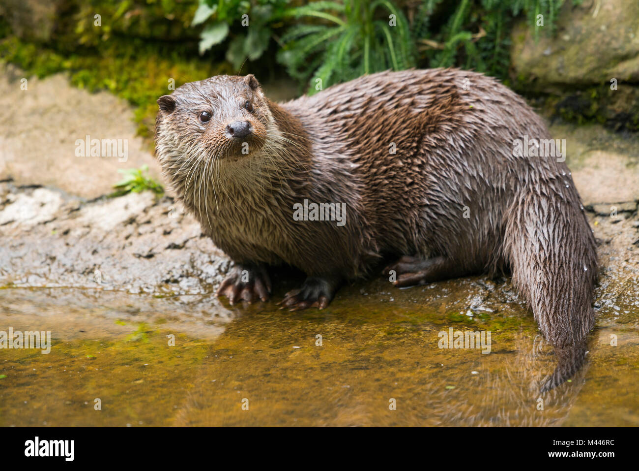 European otter (Lutra lutra) sits on the shore,captive,Germany Stock Photo