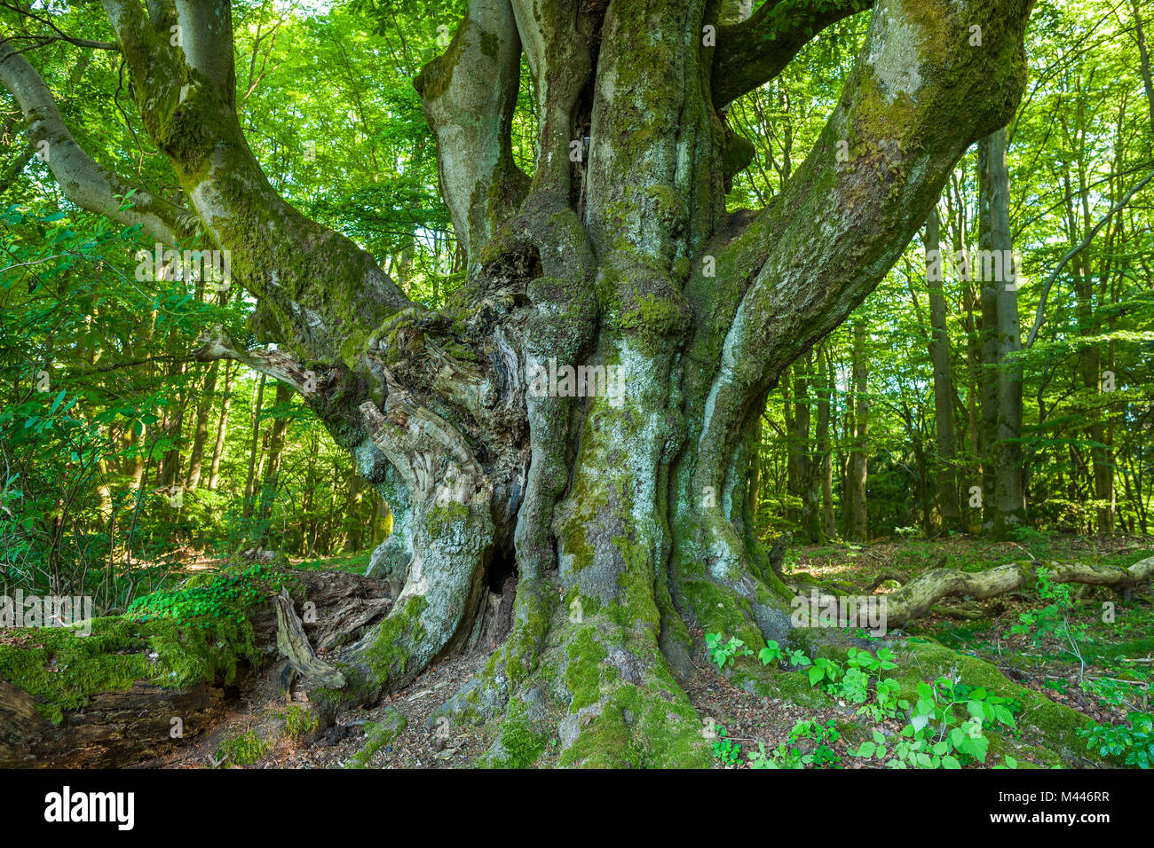 Old Common beech (Fagus sylvatica),Wood pasture beech,Rhön Biosphere Reserve,Bavaria,Germany Stock Photo