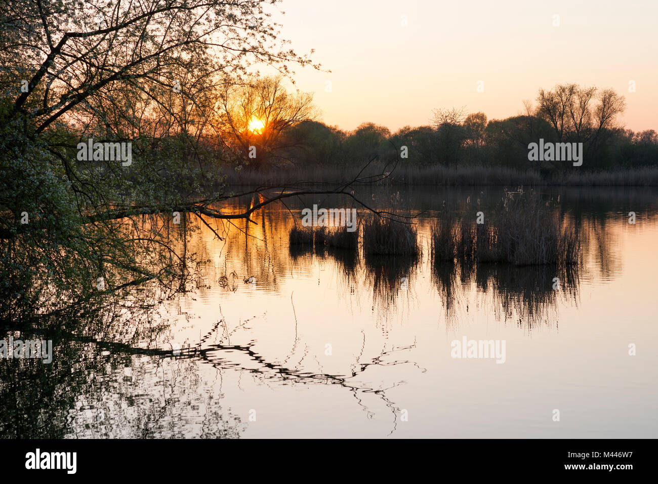 Sunset,Herbslebener Teiche nature reserve,Thuringia,Germany Stock Photo