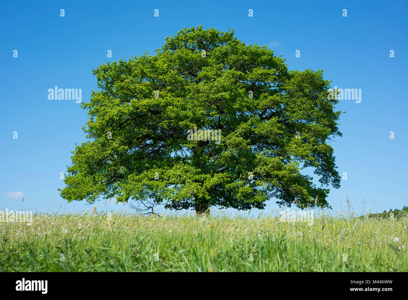 Old English oak (Quercus robur) in blooming meadow,solitary tree,Thuringia,Germany Stock Photo