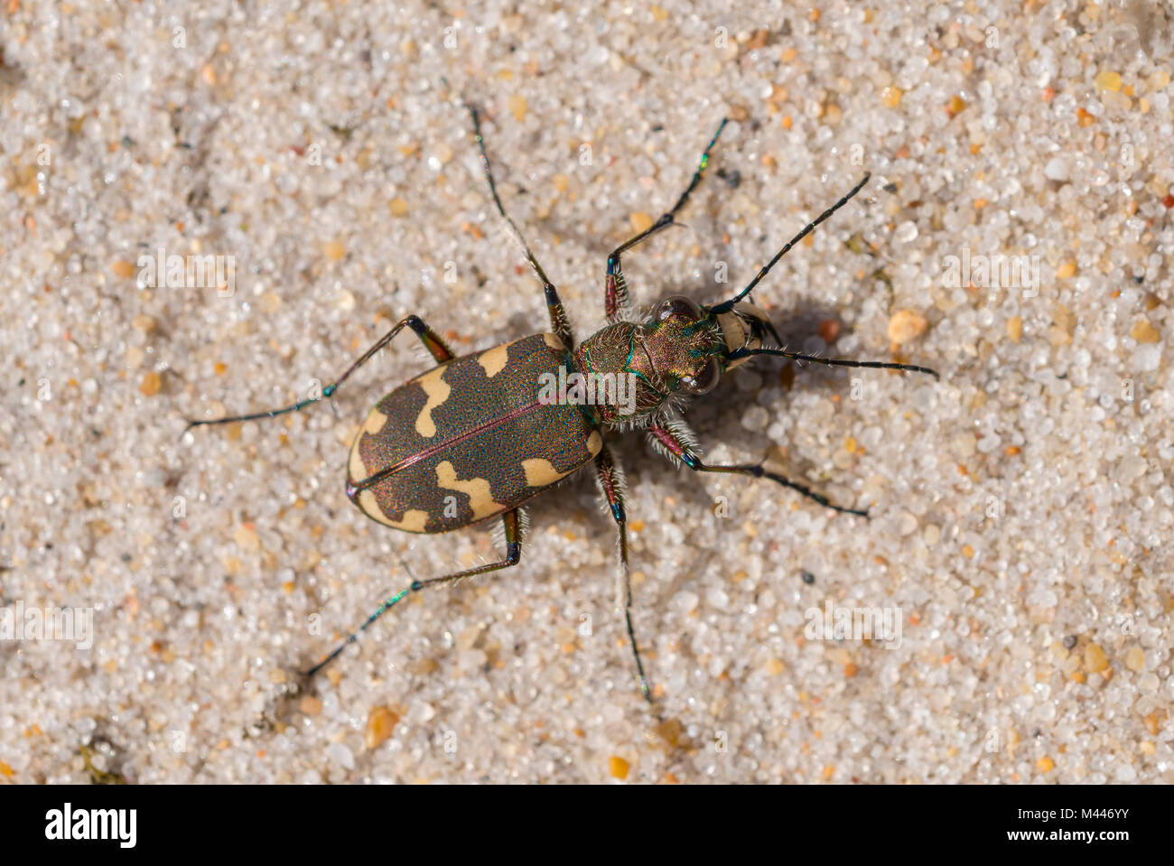 Northern dune tiger beetle (Cicindela hybrida) in sand,Henne Strand,Region Syddanmark,Denmark Stock Photo
