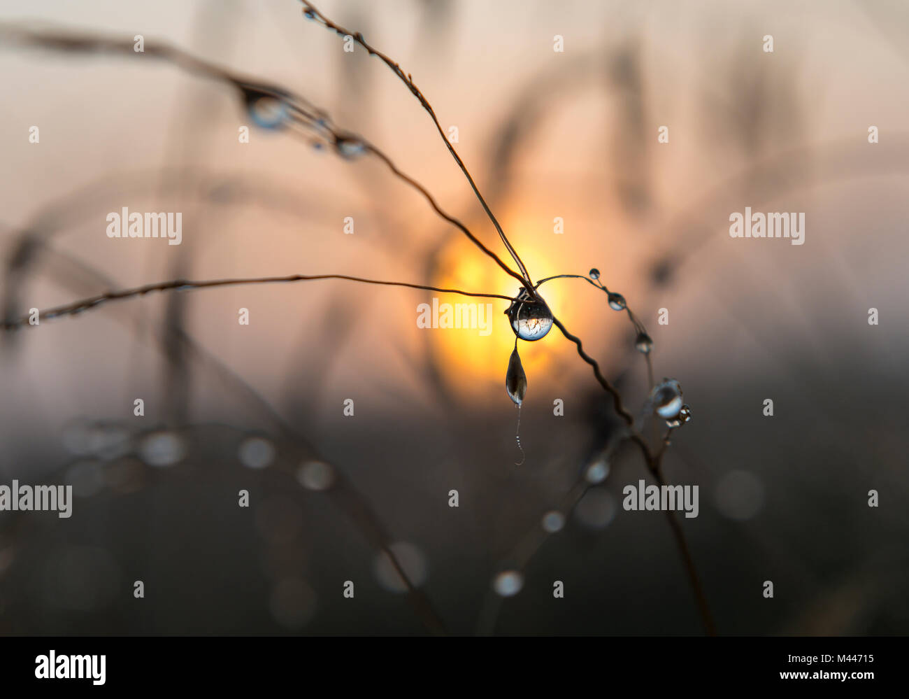 Close-up view of dew drops on stalks at sunrise,Syddanmark,Denmark Stock Photo
