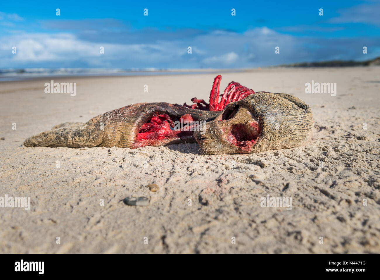 Carcass,dead pitted seal on the beach of the North Sea,Henne Strand,Syddanmark,Denmark Stock Photo