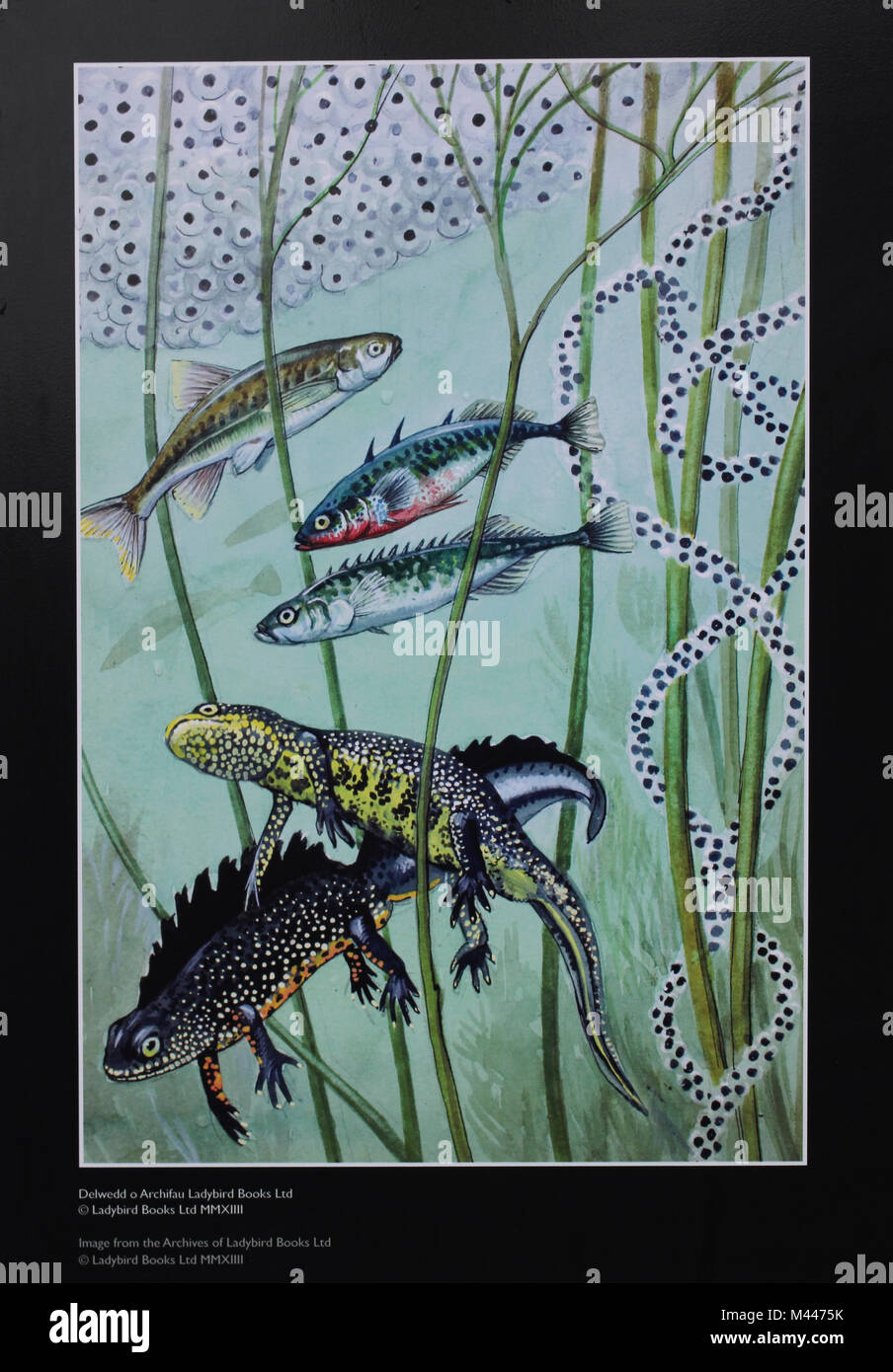 Illustration Plaque Of Great Crested Newts, Frogspawn, Newtspawn, Minnow & Sticklebacks by Charles Tunnicliffe From Ladybird Book of Pond Life Stock Photo