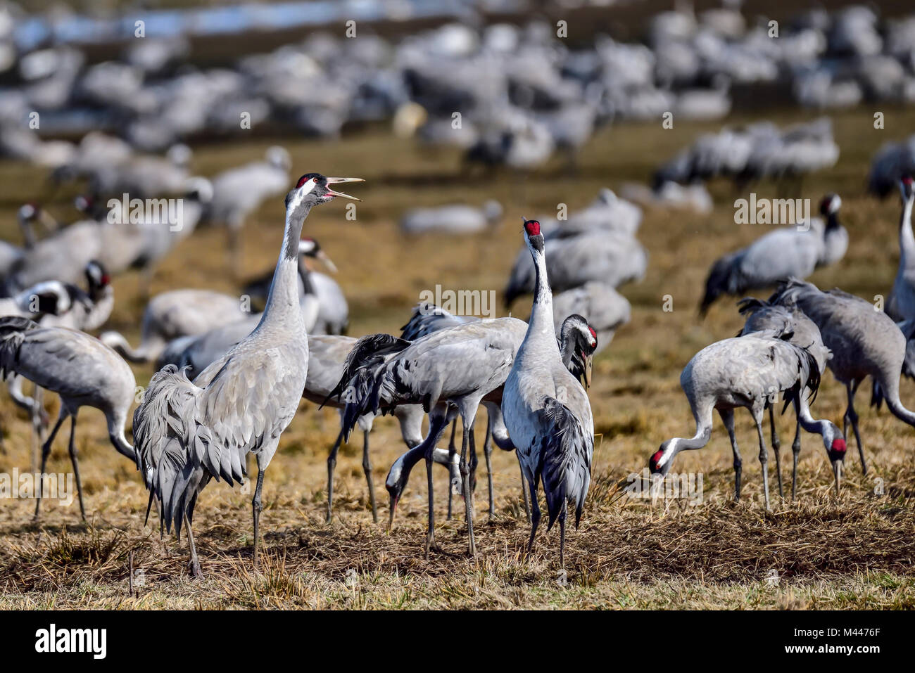Eurasian crane migration gathering. Stock Photo