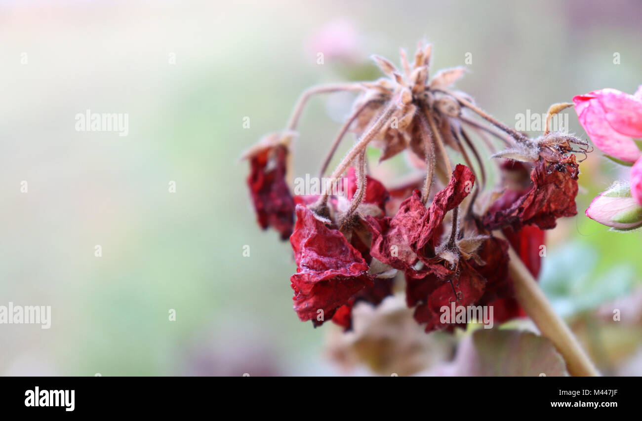 Fading flower hires stock photography and images Alamy
