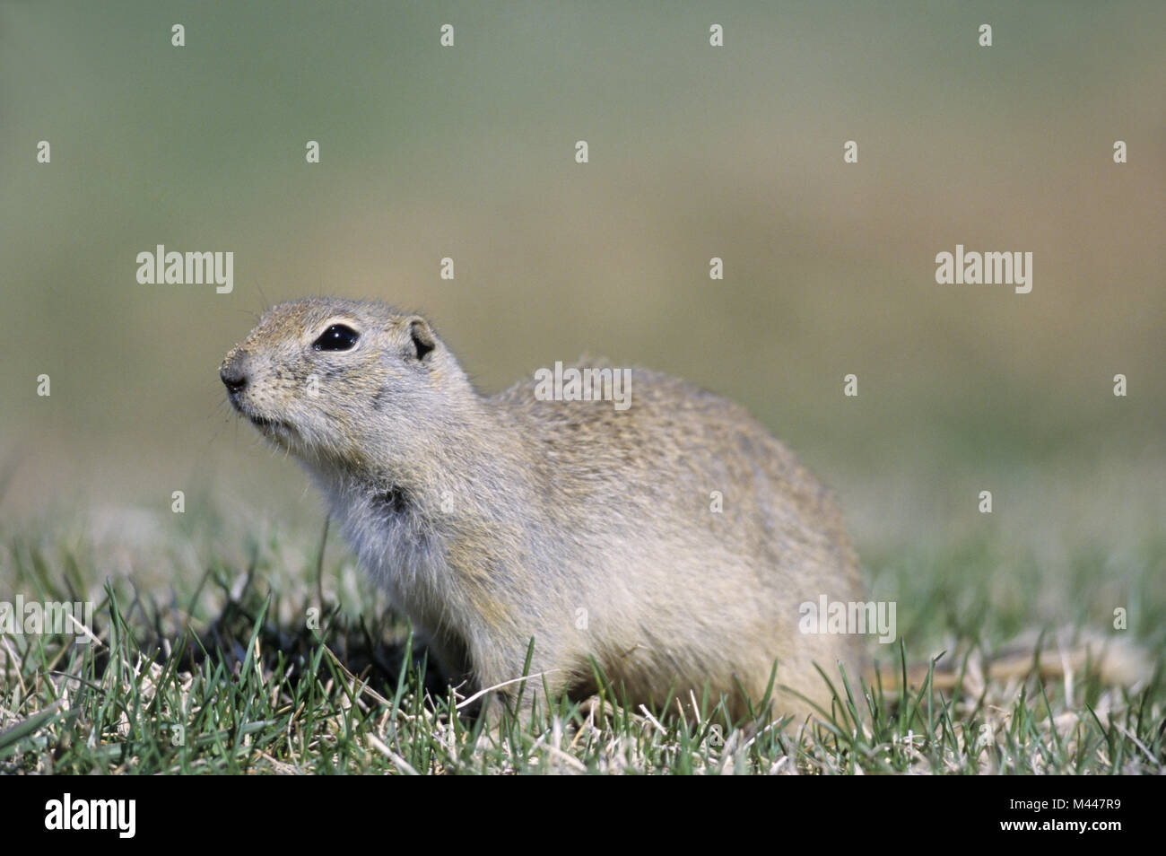 Flickertail ground squirrel hi-res stock photography and images - Alamy