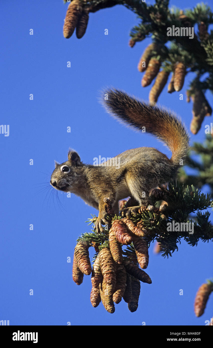 Chickaree collecting spruce cones as winter stock Stock Photo