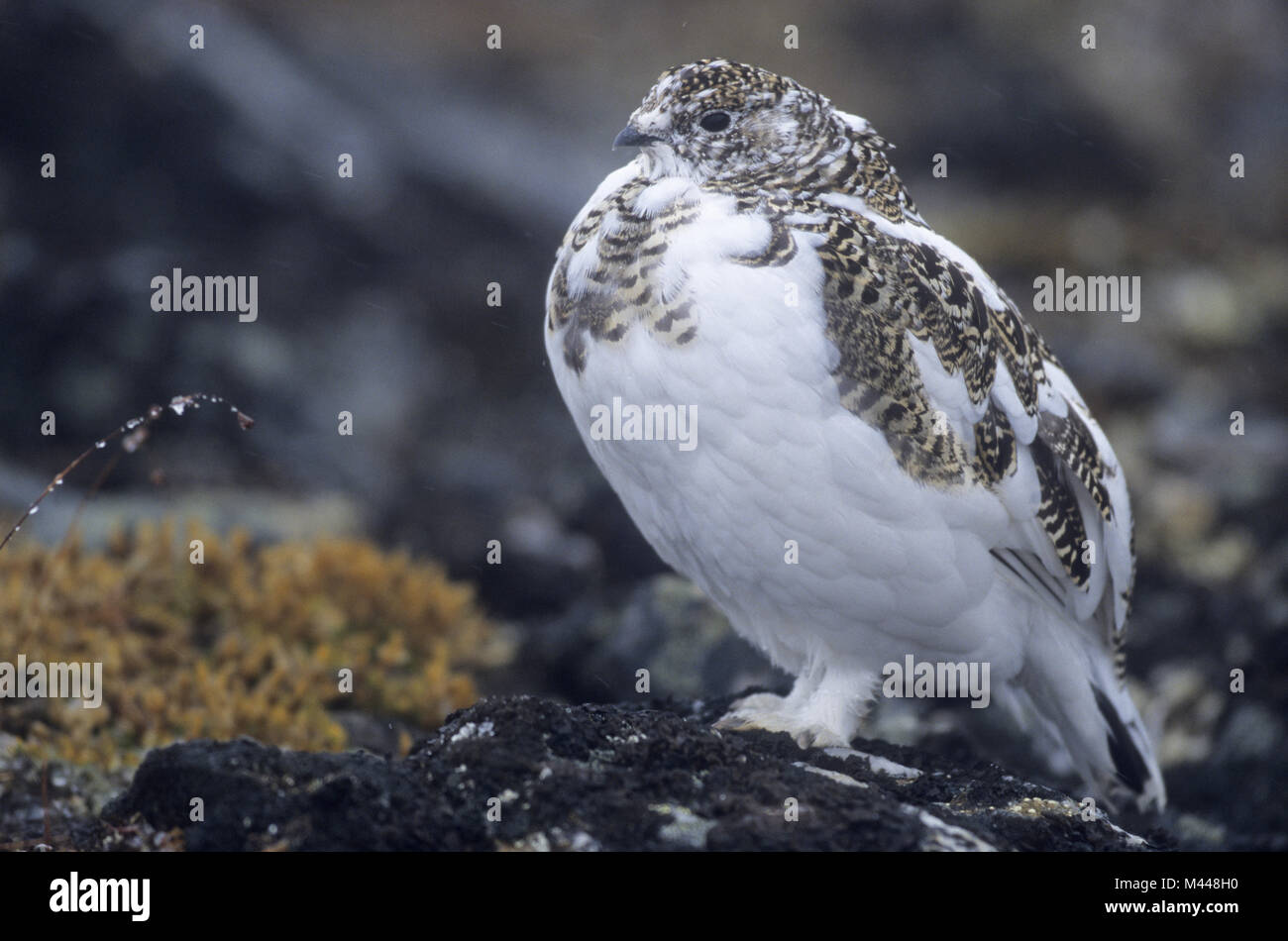 Rock Ptarmigan in scurry of snow - (Snow Chicken) Stock Photo