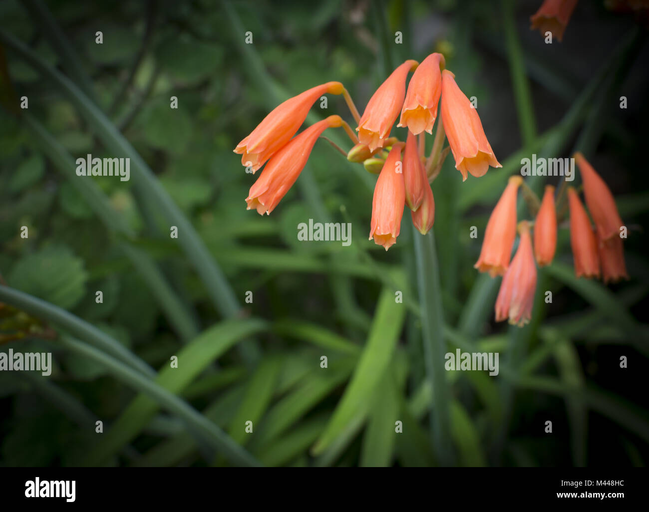 Bright orange dobo lily - Cyrtanthus brachyscyphus Stock Photo