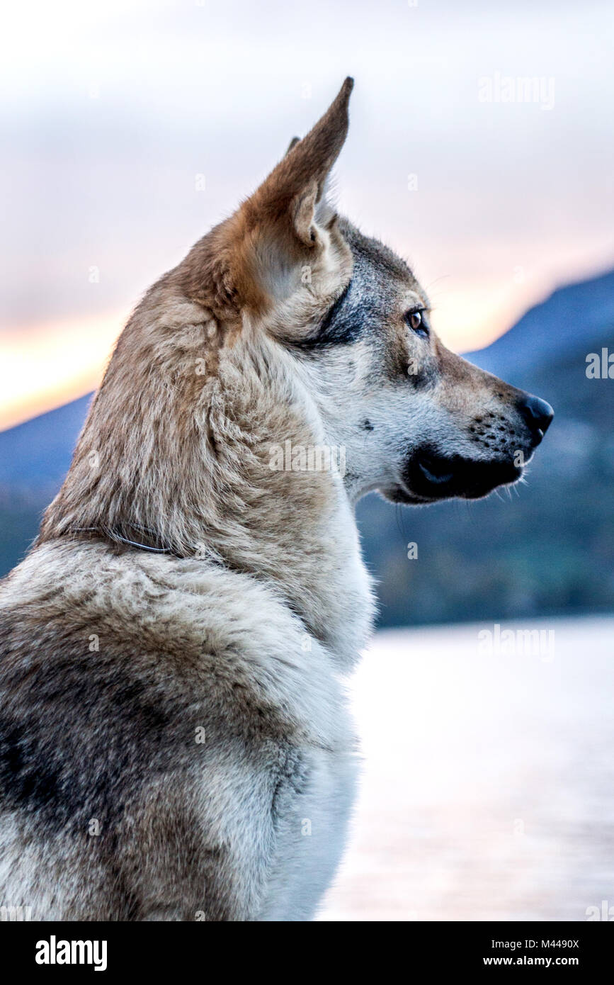 Portrait of dog by river, side view Stock Photo