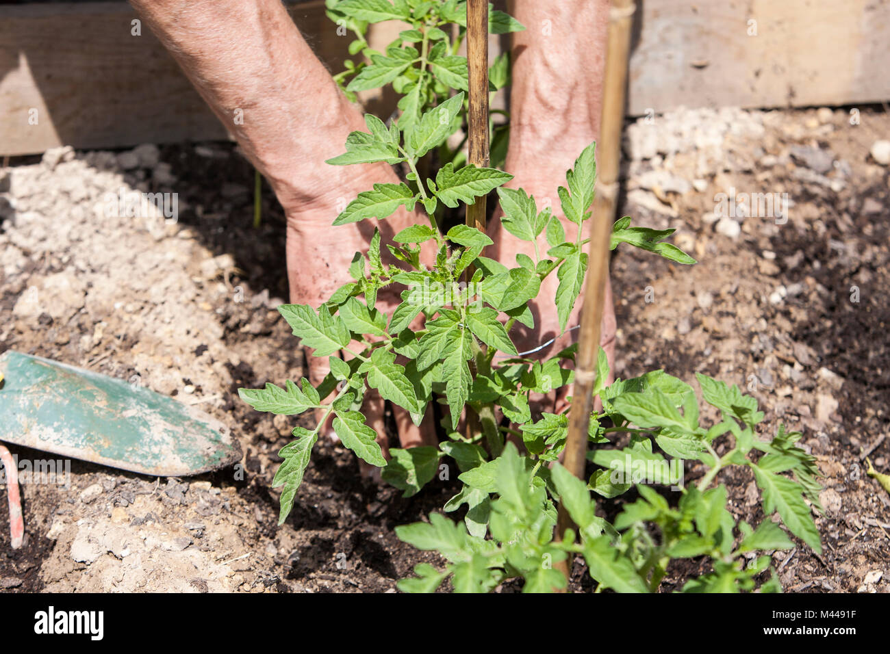 Man planting tomato seedlings Stock Photo