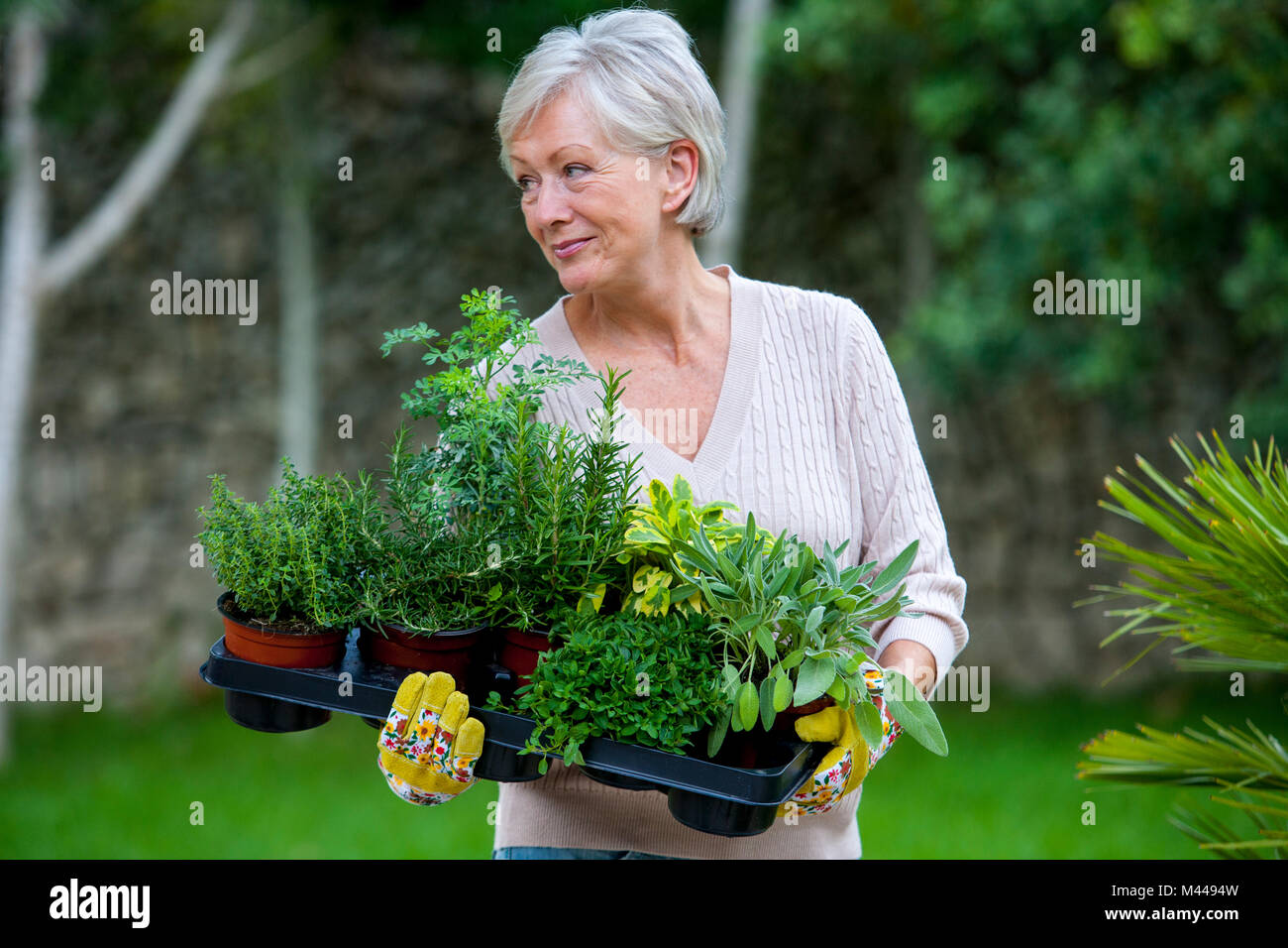 Senior woman in garden, holding plants Stock Photo - Alamy