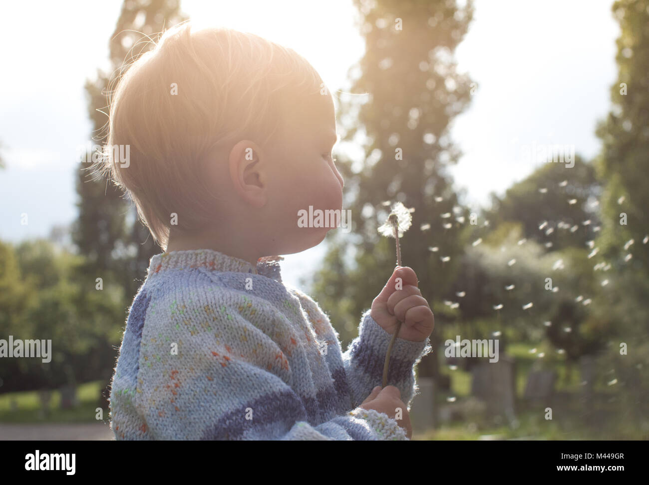 Boy blowing dandelion Stock Photo