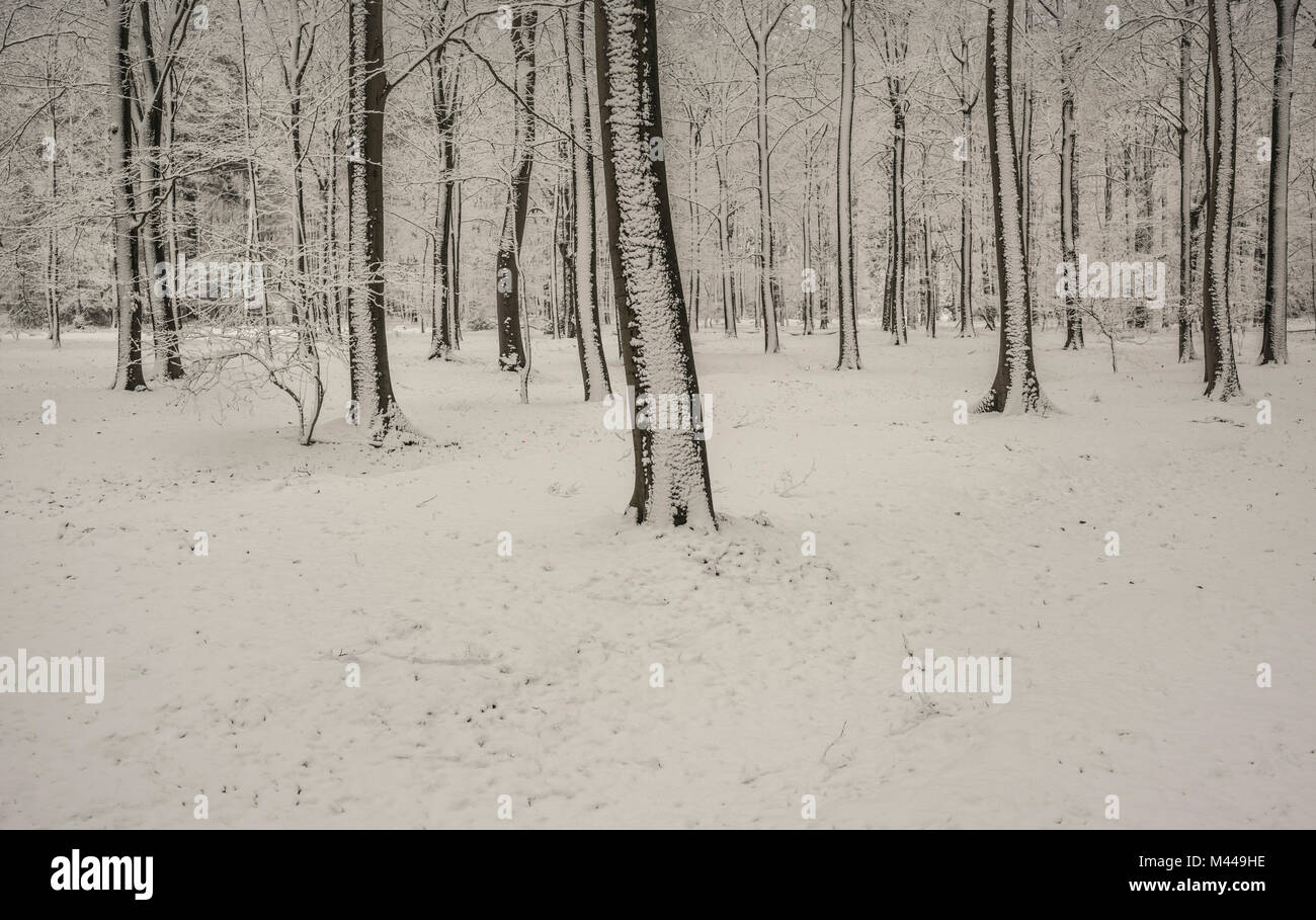 Winter scene in woods, Breda, Noord-Brabant, Netherlands Stock Photo