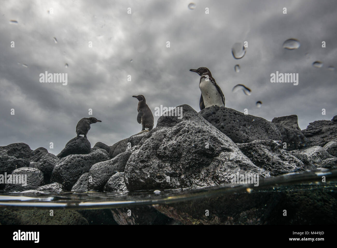 Galapagos Penguins resting on rocks, Seymour, Galapagos, Ecuador Stock Photo