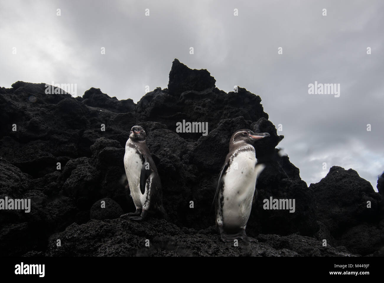 Galapagos Penguins resting on rocks, Seymour, Galapagos, Ecuador Stock Photo