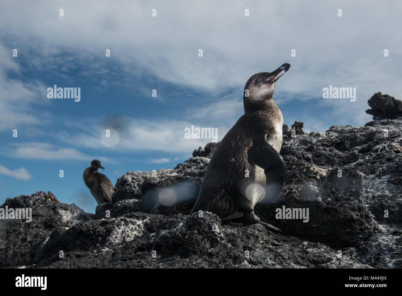 Galapagos Penguin and Flightless Cormorant resting on rocks, Seymour, Galapagos, Ecuador Stock Photo