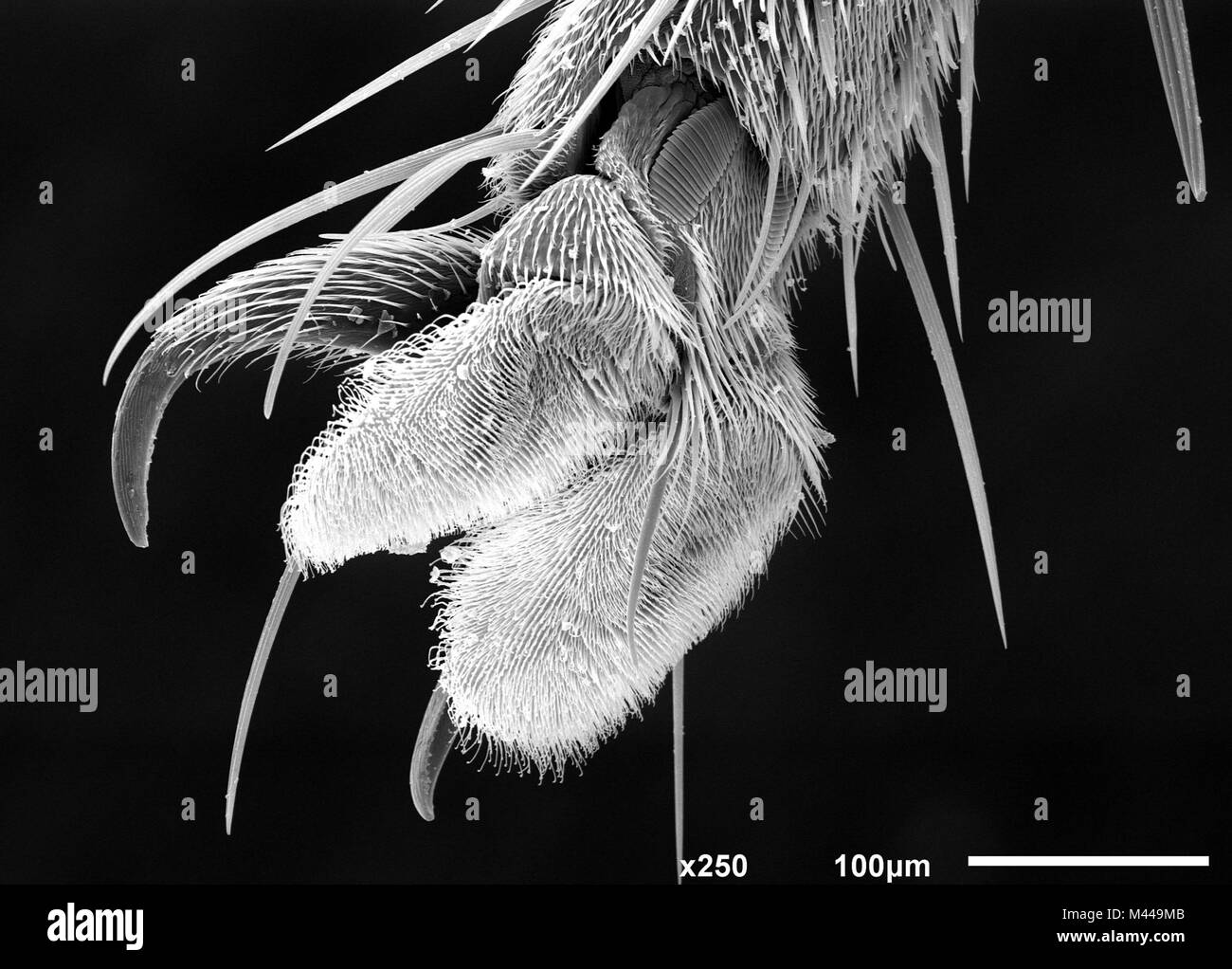 Foot of house fly (Muscidae) imaged in a scanning electron microscope, B&W Stock Photo
